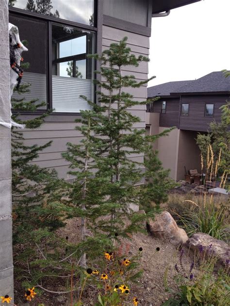 Easy (the majority of the trail is even and dusty, with minimal rocks and roots, no steep grade and no exposure). Carlseng Designs: Plants for a Bend, Oregon Landscape ...