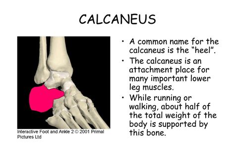 Ppt Ankle Anatomy Powerpoint Presentation Free Download Id30309