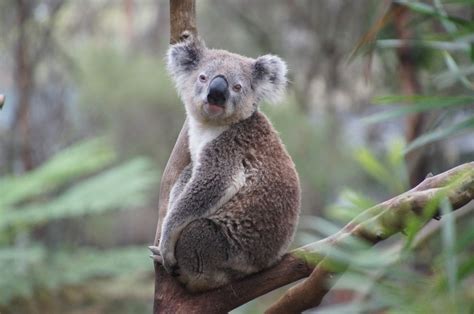 Koala Fun Facts For Kids Australian Animals Animal Facts