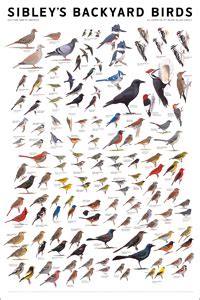 Libri simili a backyard bird identification guide. Wall Poster - Sibley Backyard Birds: Eastern North America