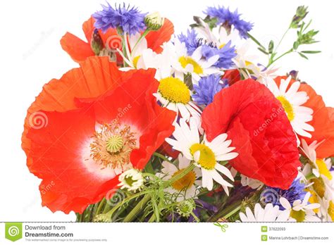 Vous êtes actuellement sur la page du pps bleuets et coquelicots, un diaporama publié dans la catégorie fleurs. Meadow Flowers, Corn Poppies With Cornflowers And ...