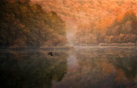 Landscape Nature Mountain Forest Lake Birds Flying Water Reflection