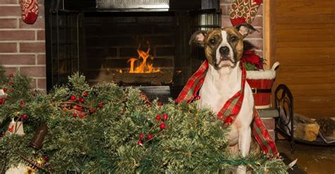 How To Dog Proof The Christmas Tree The Dogington Post