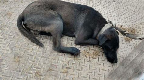 Maltrato Animal Rescataron A Un Perro Que Era Arrastrado En La