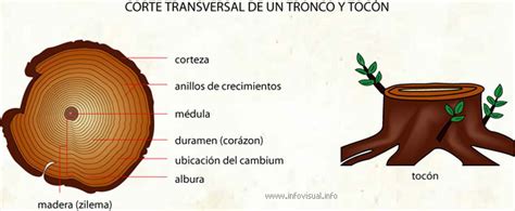 Corte Transversal De Un Tronco Y Tocón Diccionario Visual