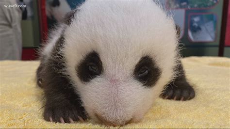 Dcs Giant Panda Cub Turns 8 Weeks Old Most Dc Thing