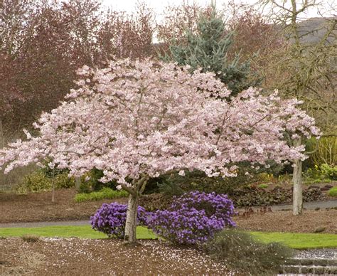 The shothole pathogen overwinters in fallen leaves. Akebono Yoshino Cherry | Yoshino cherry tree, Yoshino ...