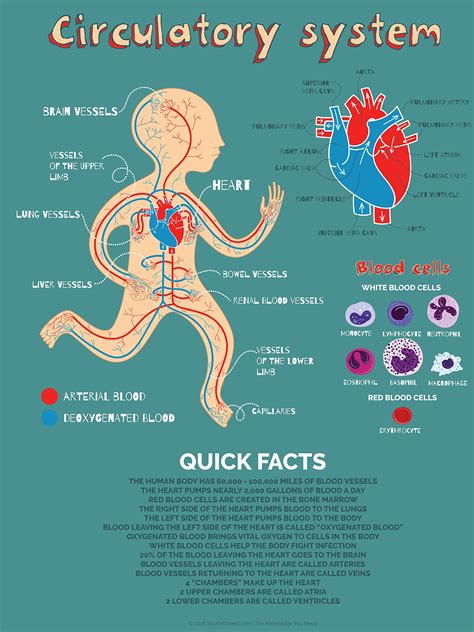 Buy Human Heart Anatomy Poster For Kids Cardiac And Circulatory