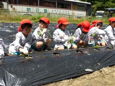 さつまいもの苗植え 塾小ブログ 朝日塾小学校