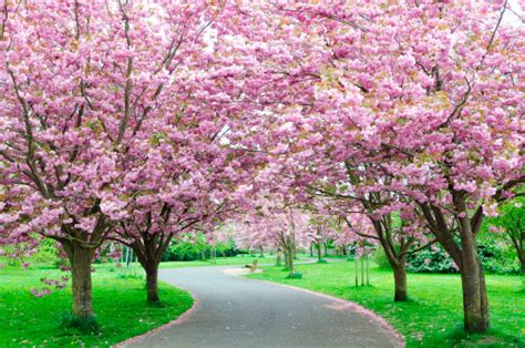 Cherry Blossom Path Stock Photo Download Image Now Istock