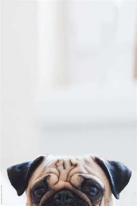 Desktop Background Aesthetic Dog Wallpaper Asq Wallpaper