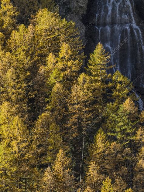 Larch Larix Sp Trees In Autumn With Waterfall Behind Stock Image