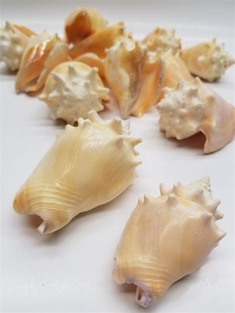 Fighting Conch Strombus Pugilis Shells 2 3 3 Pcs Fighting Conch