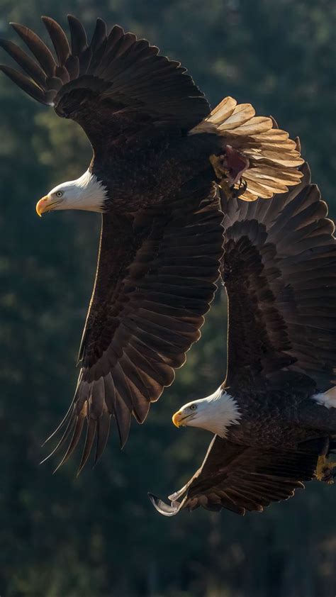 American Eagles Wallpaper