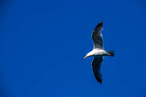 Flying Seagull Free Stock Photo Public Domain Pictures