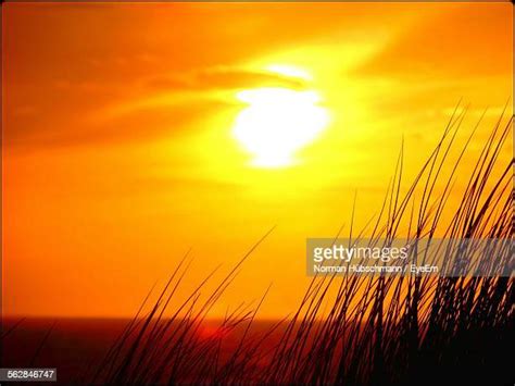 Sea Grass Silhouette Photos And Premium High Res Pictures Getty Images