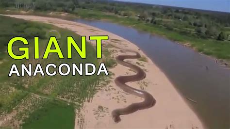 Giant Anaconda Worlds Longest Snake Found In Amazon River Youtube