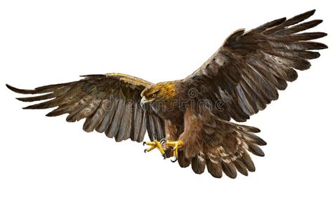 Golden Eagle Landing Vector Golden Eagle Landing Hand Draw And Paint
