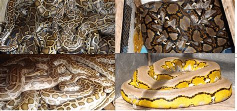 Naturally Wild Patterned Burmese Left And Reticulated Right Pythons