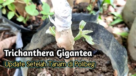 Trichanthera Gigantea Update Setelah Tanam Di Polibeg Youtube