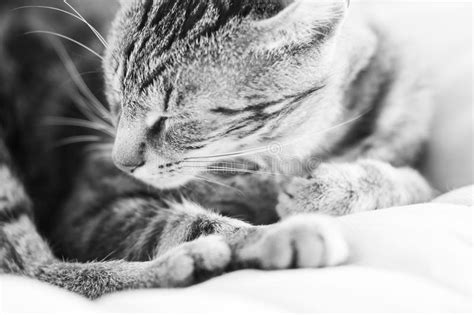 black and white photo of a sleepy beautiful cat stock image image of