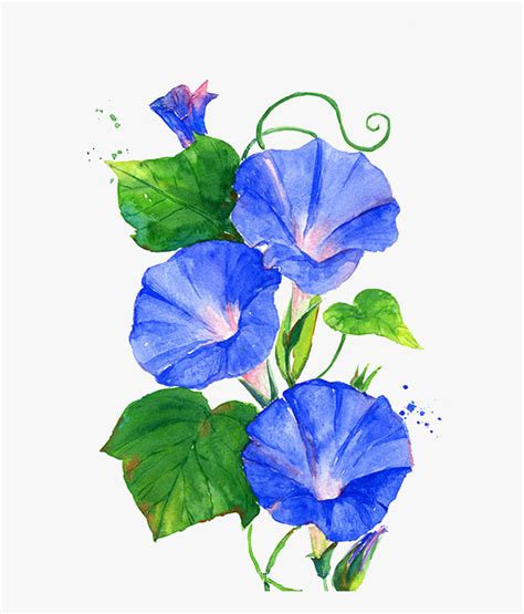 Download And Share Clip Art Morning Glory Planta Watercolor Morning