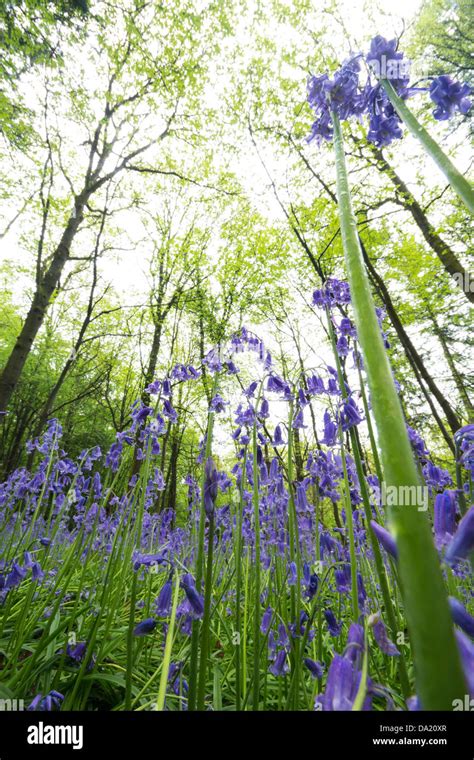 Springtime Bluebells Forest Of Dean Gloucestershire Uk Stock Photo Alamy
