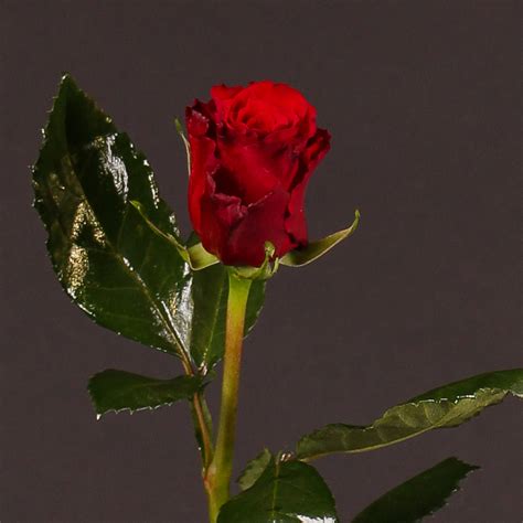 7 Best Red Roses Varieties For 2020 As Rated By Florists Eagle Link