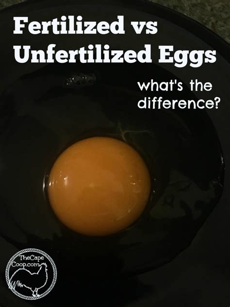 And there's so much you can do with eggs once they're cooked: Fertilized vs Unfertilized Eggs - The Cape Coop