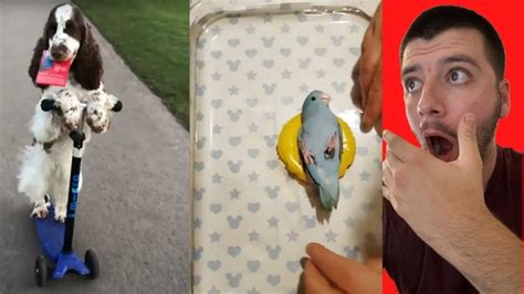 Reacting to Funny Animals of TikTok Compilation - YouTube