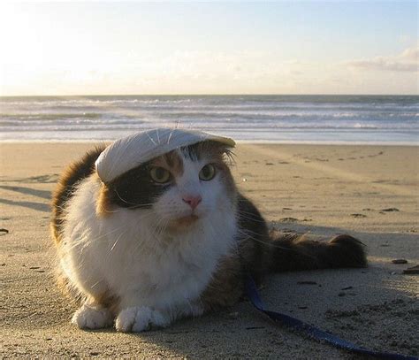 Beach2 Cat Pics Funny Cats Cats
