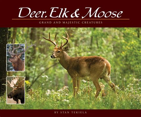 Deer Elk And Moose Adventurekeen Shop