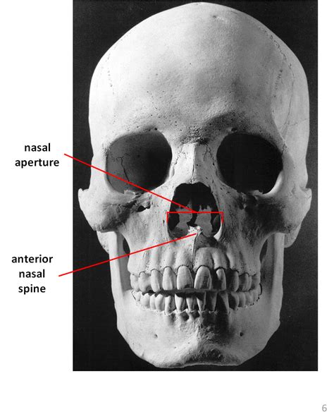 Later, this role in retaining moisture enables conditions for alveoli to properly birds have a similar nose to reptiles, with the nostrils located at the upper rear part of the beak. Exam II - Anthropology 3305 with Kolatorowicz at The Ohio ...
