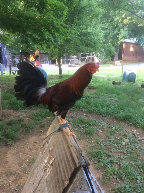 Ponderosa Gamefarm | Jamestown KY