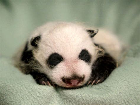 Baby Panda New Giant Panda Cub At Zoo Atlanta Weighs Just 22 Lbs