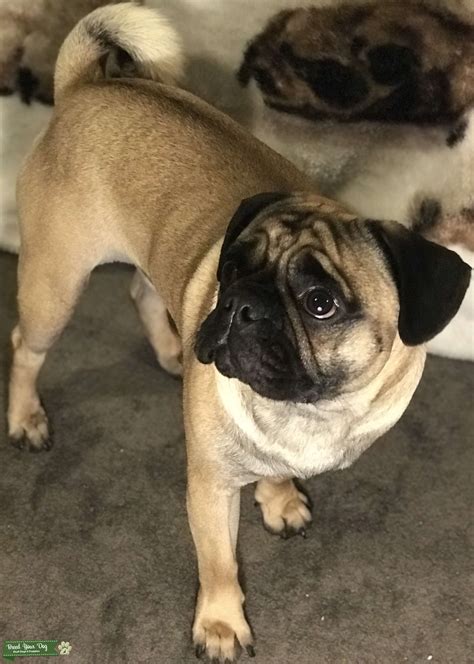 Pure Bred Pug Stud Dog In Essex Brazil Breed Your Dog