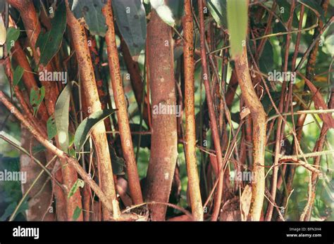 Cinnamon Tree Bark Plantation Stock Photo Alamy