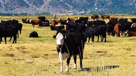 10 Things To Know Before Investing In A Cattle Ranch Small Business