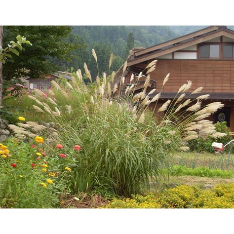 Shop our huge selection of ornamental grasses online and select home delivery or pick up at a local garden center. Online Orchards 1 Gal. Maiden Grass - Very Tall Ornamental ...