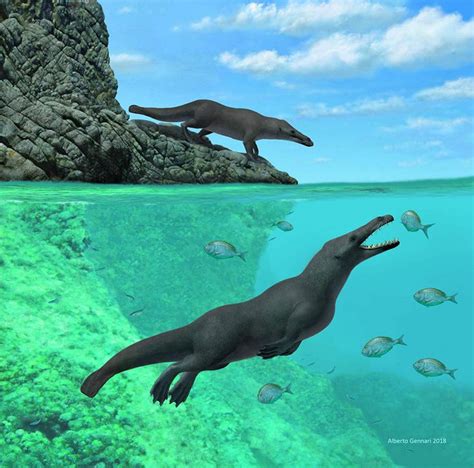 Peregocetus Pacificus Four Legged ‘whale Lived In Peru 43 Million