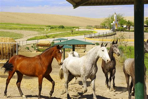 Nuestras Yeguas Y Potros Spanish Horses Animals Horses For Sale