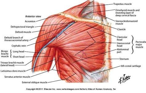 Human Body Chest Muscles Diagram Studying Diagrams