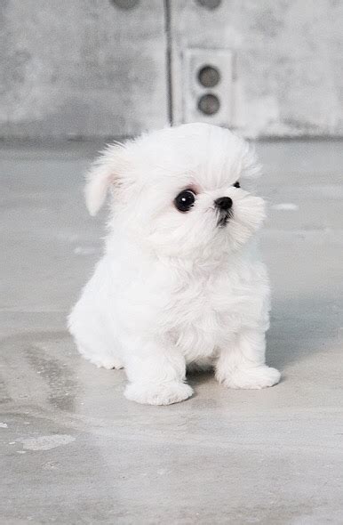 Minty White Micro Maltese Tiny Teacup Pups