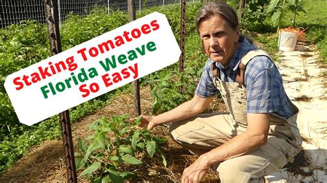 Staking Tomatoes With Florida Weave Method So Easy Youtube