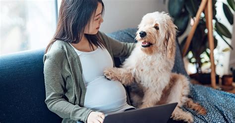 ¿pueden Los Perros Sentir El Embarazo En Humanos ~ Solo Perros