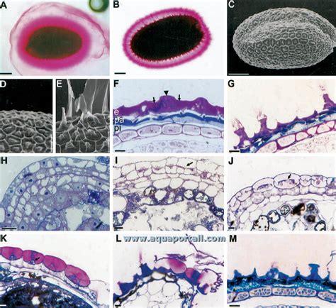 Cellule Sécrétrice De Mucilage Définition Et Explications Aquaportail