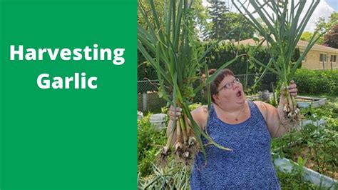Large cloves seem to produce the largest. Harvesting Garlic - YouTube
