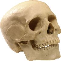No waiting and no shipping fees! Download Skeleton Free PNG photo images and clipart | FreePNGImg