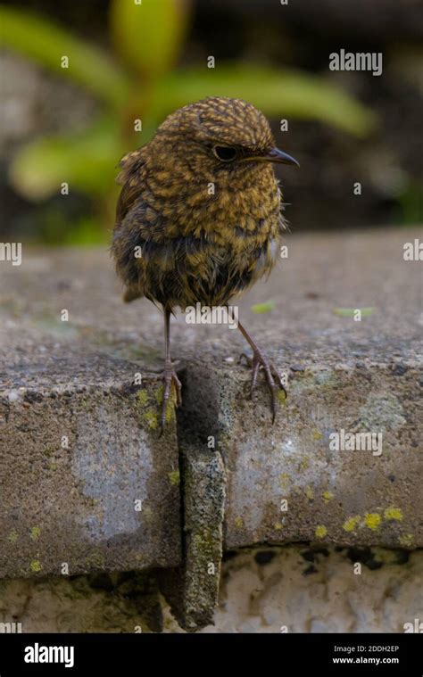 Young Fledgling Robin Still With Juvenile Feathers Stock Photo Alamy