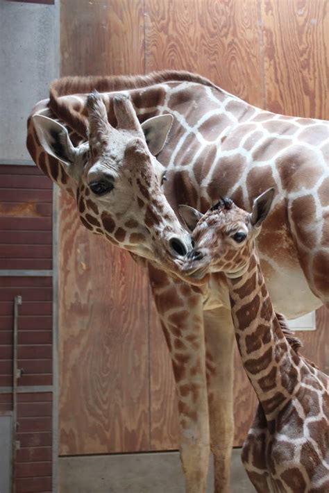 Reticulated Giraffe Calf Born At San Francisco Zoo Zooborns